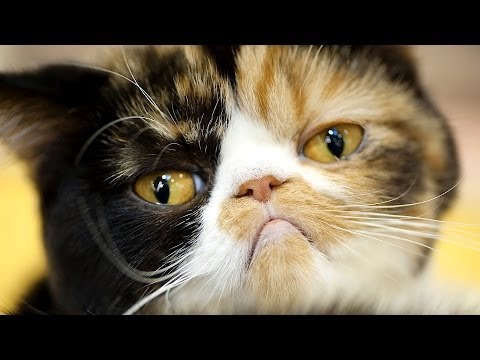 how to take care if a kitten