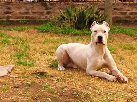 dogo argentino vs puma