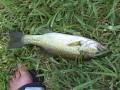 nice bass fishing
