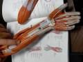 GAK Extrinsic muscles wrist & hand Oct 20 003