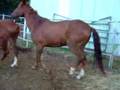 Moe, Bravo, Mollie & Speck #2