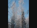 Varpunen jouluaamuna