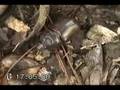 Strategus Antaeus
