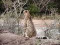 Cheetah, Phinda, South Africa