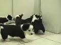 Kitty Neo Vs Puppy Smiths (Matrix Reloaded spoof)