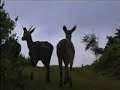 The Endangered Mountain Nyala