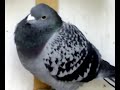 pigeon aamri 06