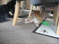 videos de De eerste twee dagen