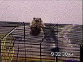 Hamster Escape