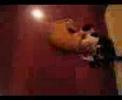 Rinha de gatos