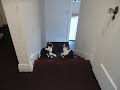 Sissy & Charlie Box