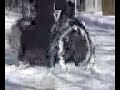 Segway snow Segway snow
