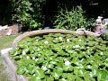 Backyard Pond Backyard Pond