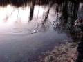 catch pike