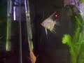 Veja meu Aquario Plantado com Acara Bandeira 