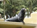 loro-parque-sealion-show.html