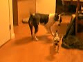Pitbull and Yorkshire Terrier Playing Pitbull and Yorkshire Terrier Playing