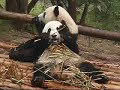 Follow the Monkeys - Panda Reserve in Chengdu