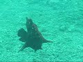 Giant Frog Fish/Angler Fish Giant Frog Fish/Angler Fish