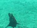 Giant Frog Fish/Angler Fish
