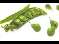 Alimentos Transgénicos