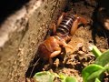 Thank's Bugman!  It's a Potato Bug!! 3 of 3