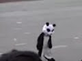 el panda loco