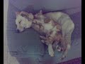 cat massage!!!