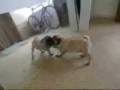 .::Perros y Gatos Graciosos::.