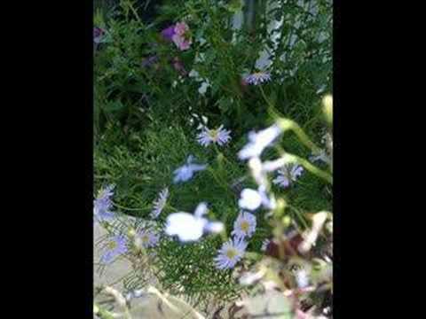 ??·??·?? beautiful  japanese nature ...