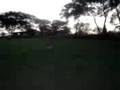 videos de lele