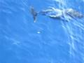 videos de 01.Dauphins