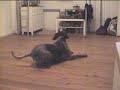 dog dancing