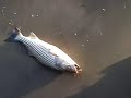oli cracovia ny - striped bass Far Rockaway fight