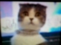 Stunned Lookin @@ Cat