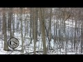 Whitetail Deer and CVA Accura with Campfire Stories
