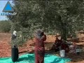 Infolive.tv: Tensiones entre Israel y Gran Bretaña por plane