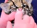 Ocelot kitten gets a check-up