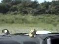 相模川動画2