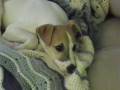videos de The dog and Cartoons