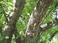 Cicadas Singing Along Prairie Path In Elmhurst, IL