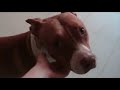 Sweet e Patapuf, para adopção Sweet e Patapuf, para adopção