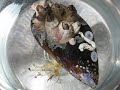 Bellotas de Mar (parasitos)