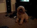 sneezing-dog.html