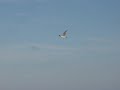 Seabird in flight in strong NE wind, Virginia Atlantic Coast near Chincoteague
