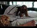 Beavis & Butthead starring Bentley the Cocker Spaniel