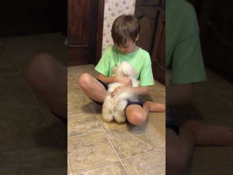 Polar AKC white male ready now