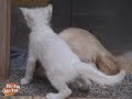 cat love dog cat love dog