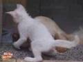 cat love dog