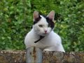 Un gato por el barrio viejo de Girona